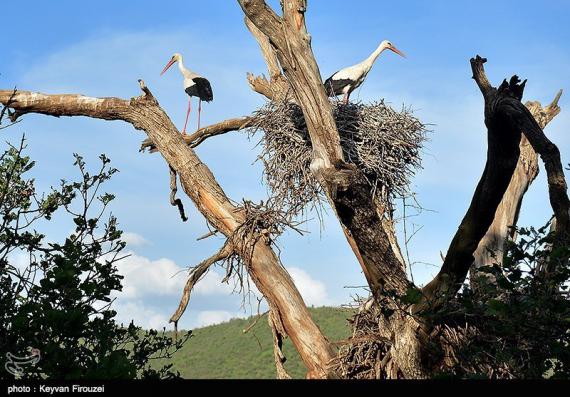 مهاجرت لک لک ها,مریوان,دریاچه زریوار,shabnamha.ir,شبنم همدان,afkl ih,شبنم ها