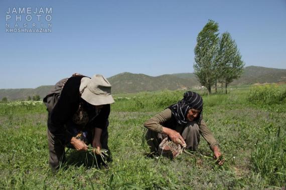 زنان سختکوش,کردستان,امرار معاش,مریوان,shabnamha.ir,شبنم همدان,afkl ih,شبنم ها