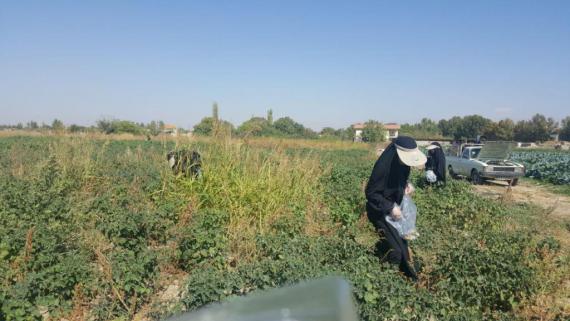 زنان کارآفرین,اقتصاد مقاومتی,کشاورزی,کارگاه تولیدی,shabnamha.ir,شبنم همدان,afkl ih,شبنم ها; 