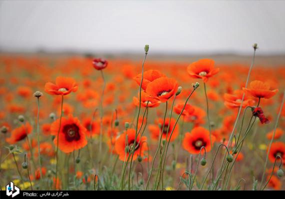 شبنم ها, shabnamha, دشت شقایق 